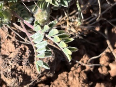 Astragalus troglodytus
