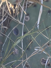 Phyllosticta concava