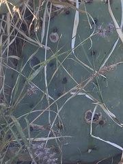 Phyllosticta concava