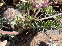 Astragalus troglodytus