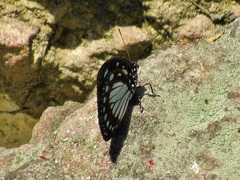 Charaxes wakefieldi