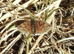 Erynnis pacuvius