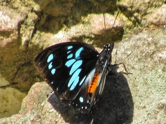 Charaxes wakefieldi