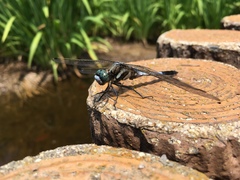 Orthetrum albistylum