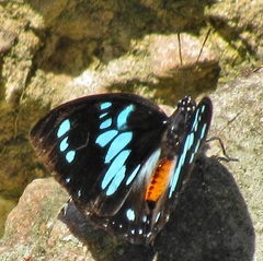 Charaxes wakefieldi