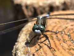 Orthetrum albistylum