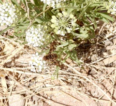 Poecilanthrax poecilogaster
