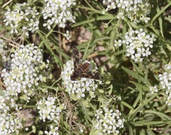 Poecilanthrax poecilogaster