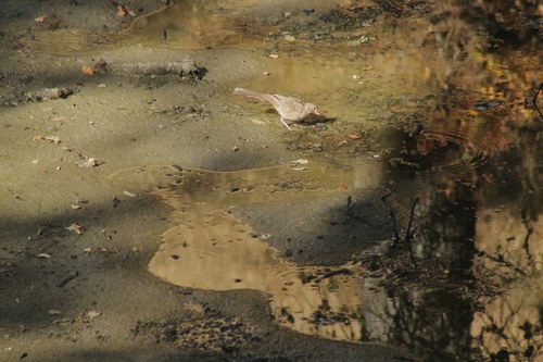iNaturalist observation photo of California Towhee
