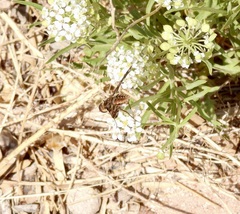 Poecilanthrax poecilogaster