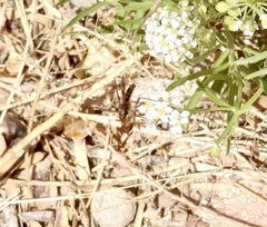 Poecilanthrax poecilogaster