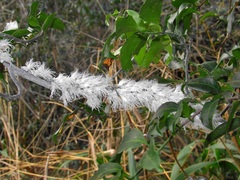 Salacia gerrardii