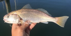 Genyonemus lineatus