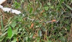 Salacia gerrardii