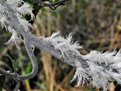 Ityraea electa