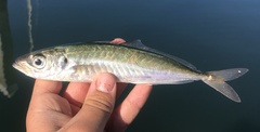 Trachurus symmetricus