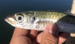 Trachurus symmetricus