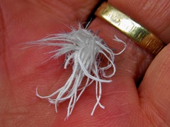 Ityraea electa
