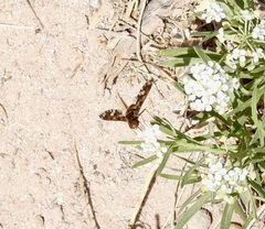 Poecilanthrax poecilogaster
