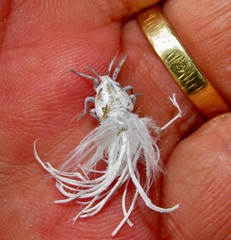 Ityraea electa