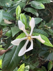 Gardenia jasminoides