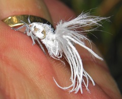 Ityraea electa