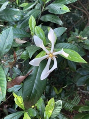 Gardenia jasminoides