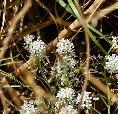 Poecilanthrax poecilogaster