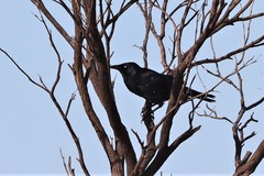 Corvus bennetti