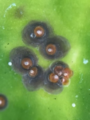 Chrysomphalus pinnulifer