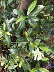 Gardenia jasminoides