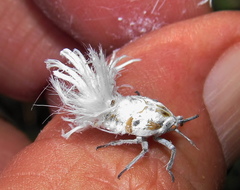 Ityraea electa