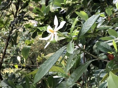 Gardenia jasminoides