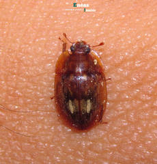 Lobiopa insularis