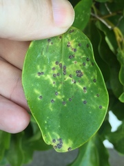 Chrysomphalus pinnulifer