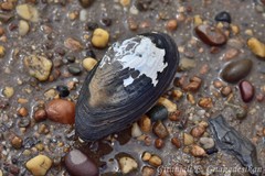 Utterbackiana implicata