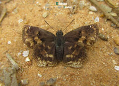 Incisus incisus