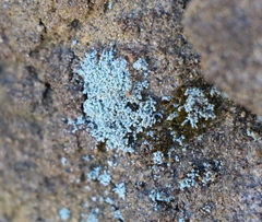 Leprocaulaceae