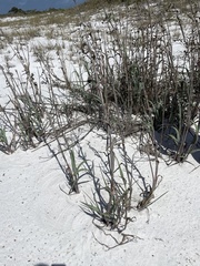 Panicum amarum amarulum
