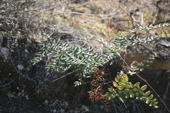 Pellaea andromedifolia pubescens