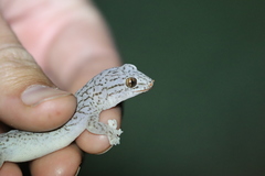 Gehyra purpurascens