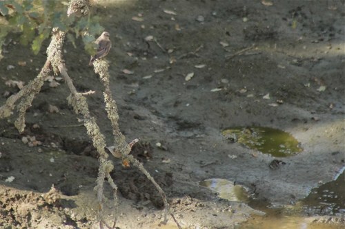iNaturalist observation photo of Western Bluebird