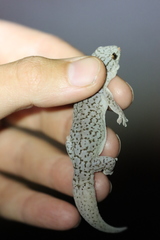 Gehyra purpurascens