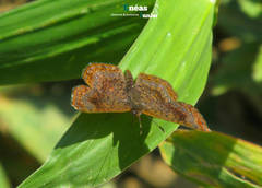 Calephelis braziliensis