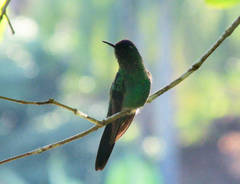 Thalurania glaucopis