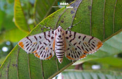 Polygrammodes maccalis