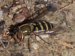 Syrphus rectus