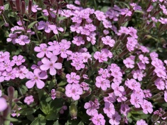 Saponaria