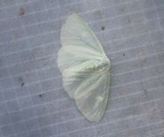 Arctornis marginalis