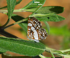 Ariconias glaphyra